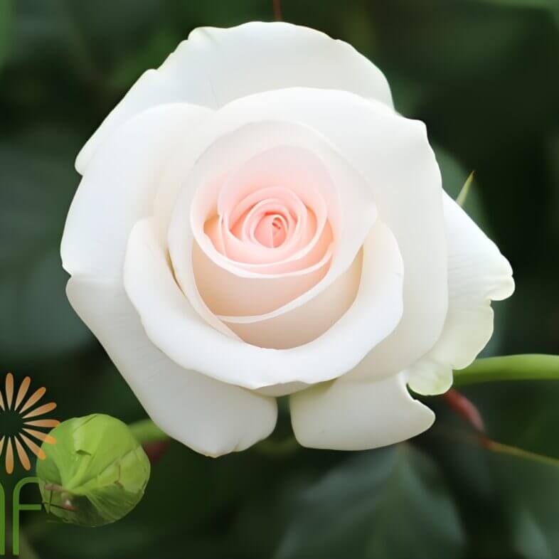 Blush Bridal Akito Roses