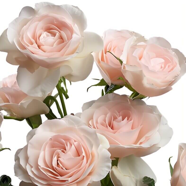 Blush Celestial Spray Roses