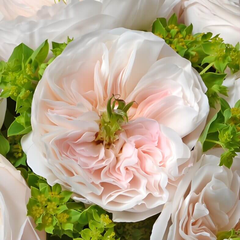 Blush Charity Garden Roses