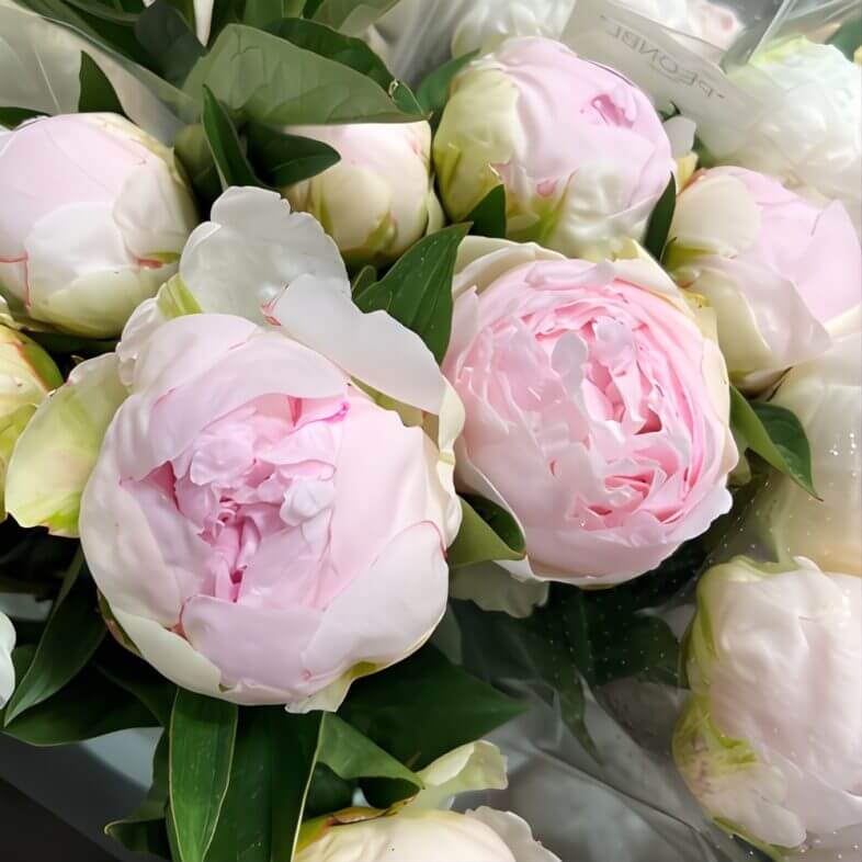Peonies