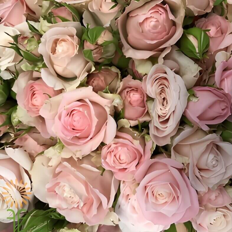 Blush Pink Muscadet Spray Roses