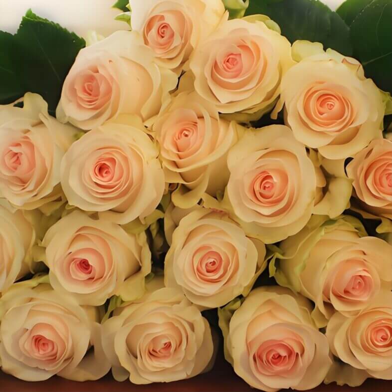 Blush Señorita Roses