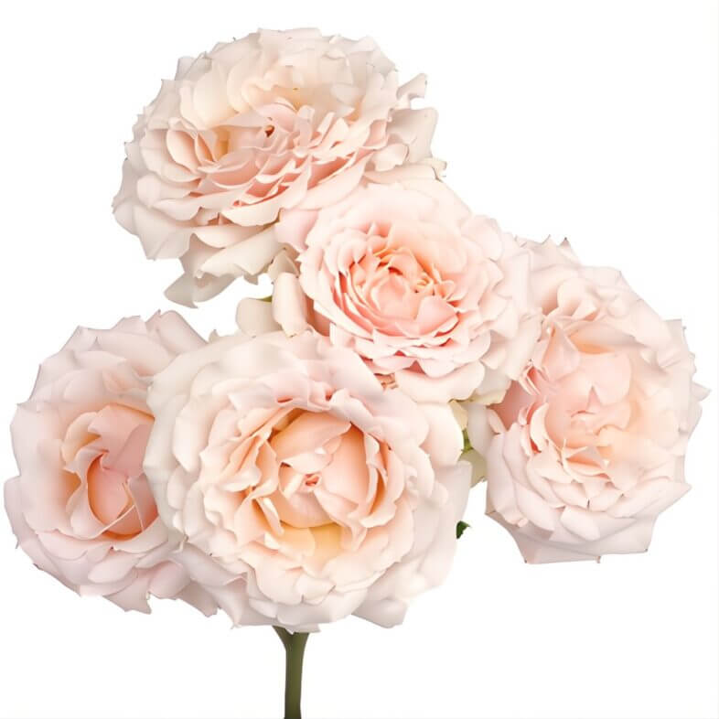 Blush Wedding Rosever Garden Spray Roses