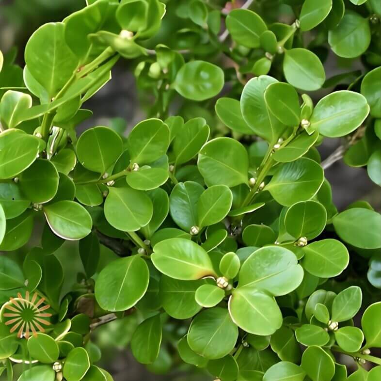 Boxwood