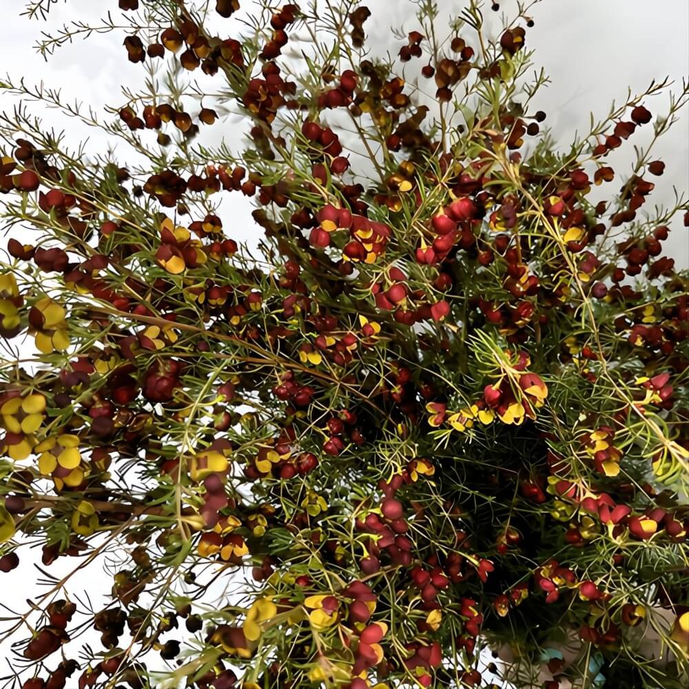 Brown Boronia