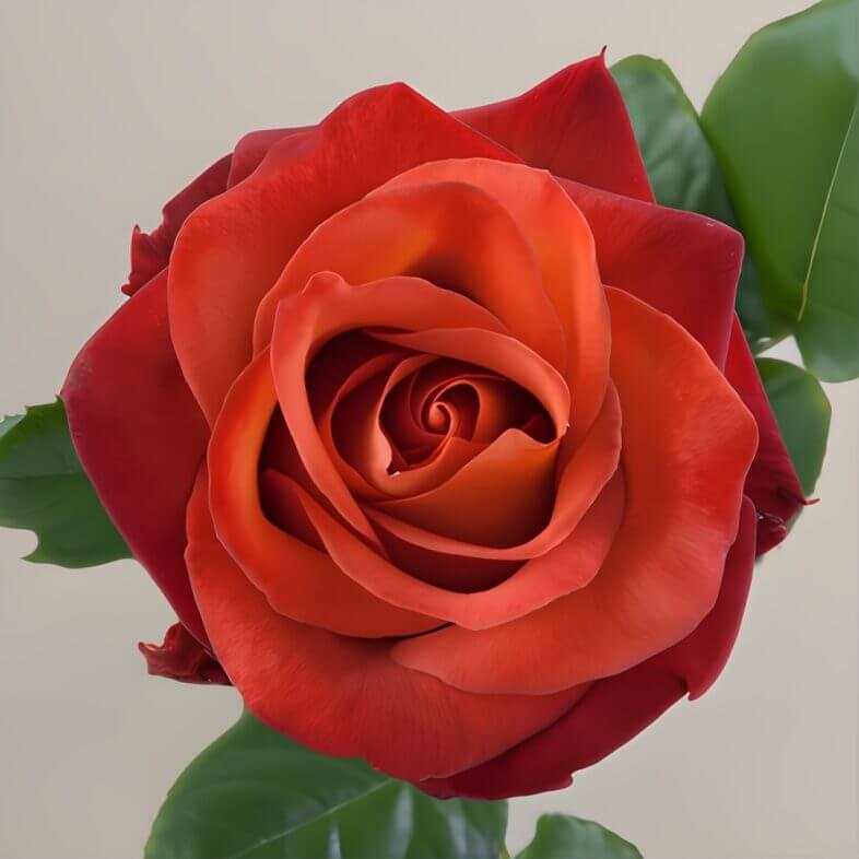 Brown Coffee Break Roses