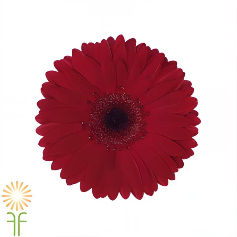 Burgundy Gerberas
