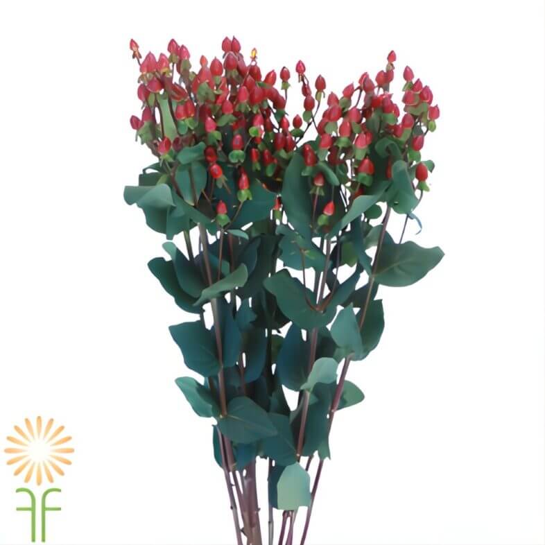 Burgundy Hypericum