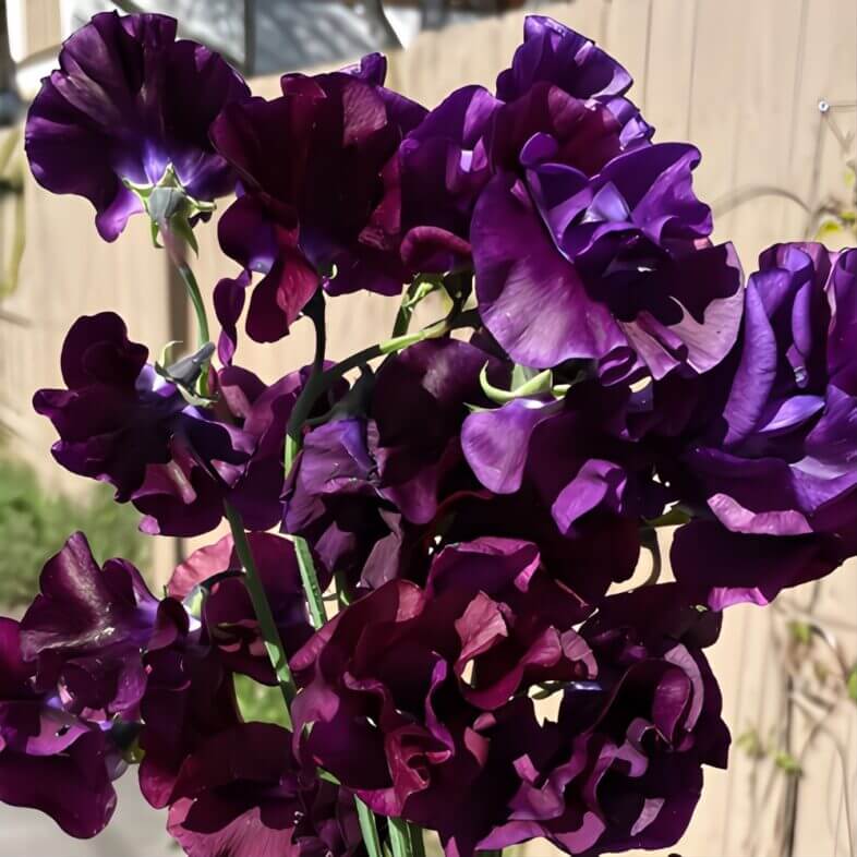 Burgundy Japanese Sweet Peas