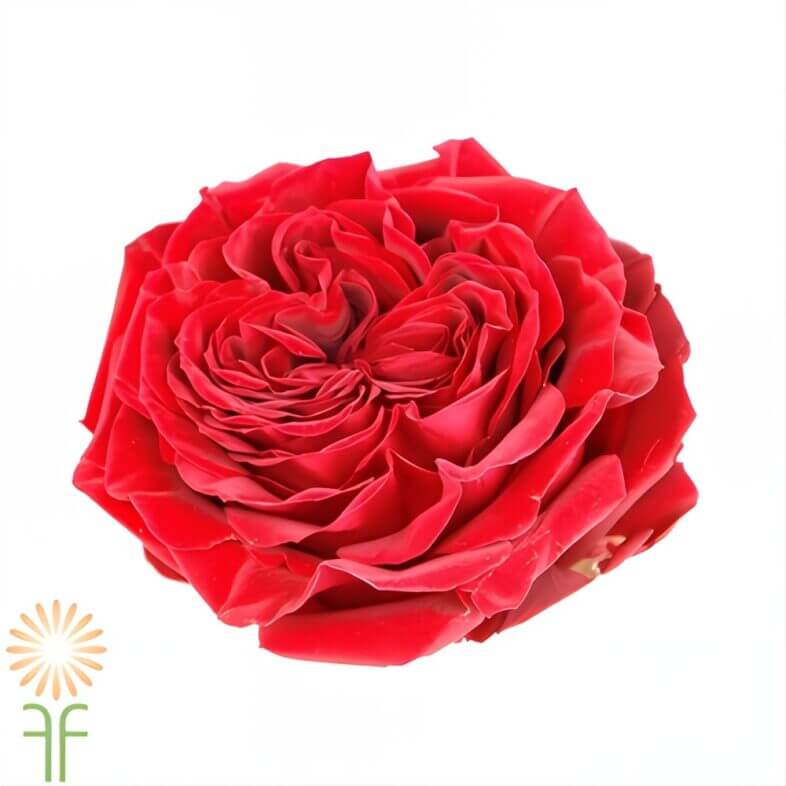 Burgundy Mayra's Red Garden Roses