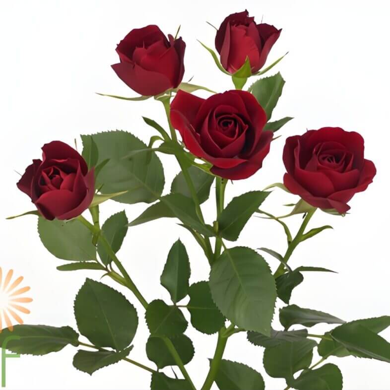 Burgundy Rubicon Spray Roses