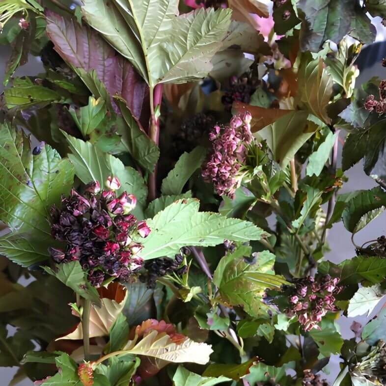 Burgundy Summer Wine Ninebark