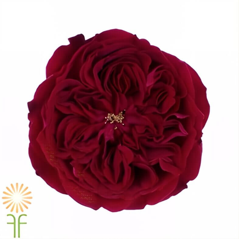 Burgundy Tess Garden Roses