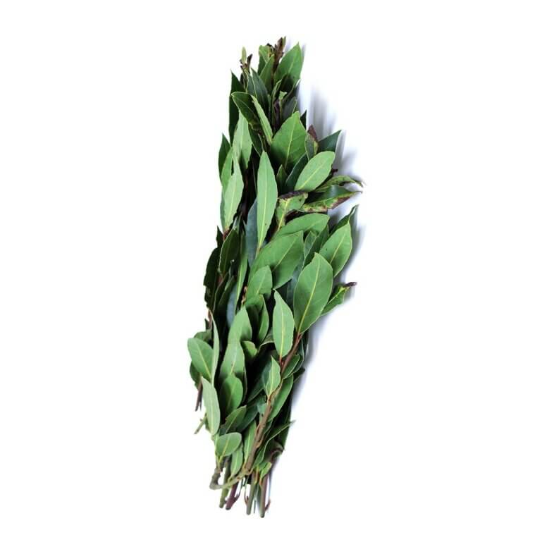 close-up wholesale California bay leaves
