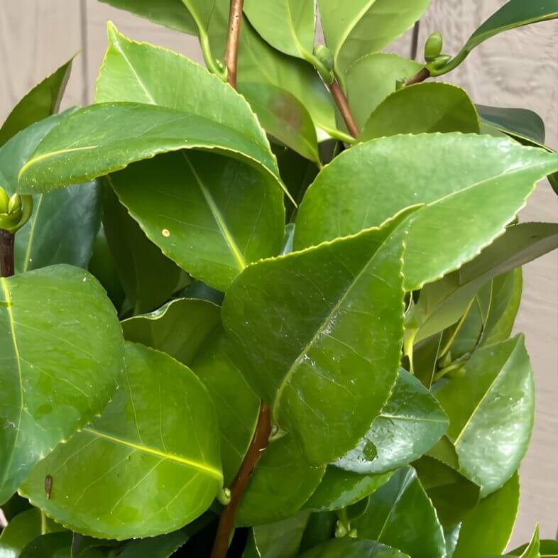 Camellia Foliage, XL