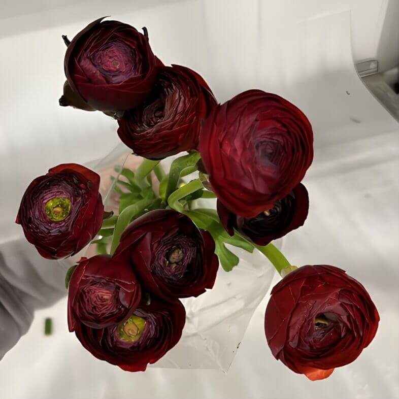 Chocolate Elegance Ranunculus
