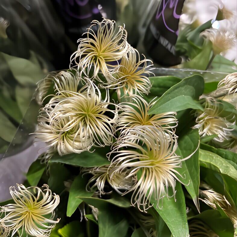 Clematis Starry Pods