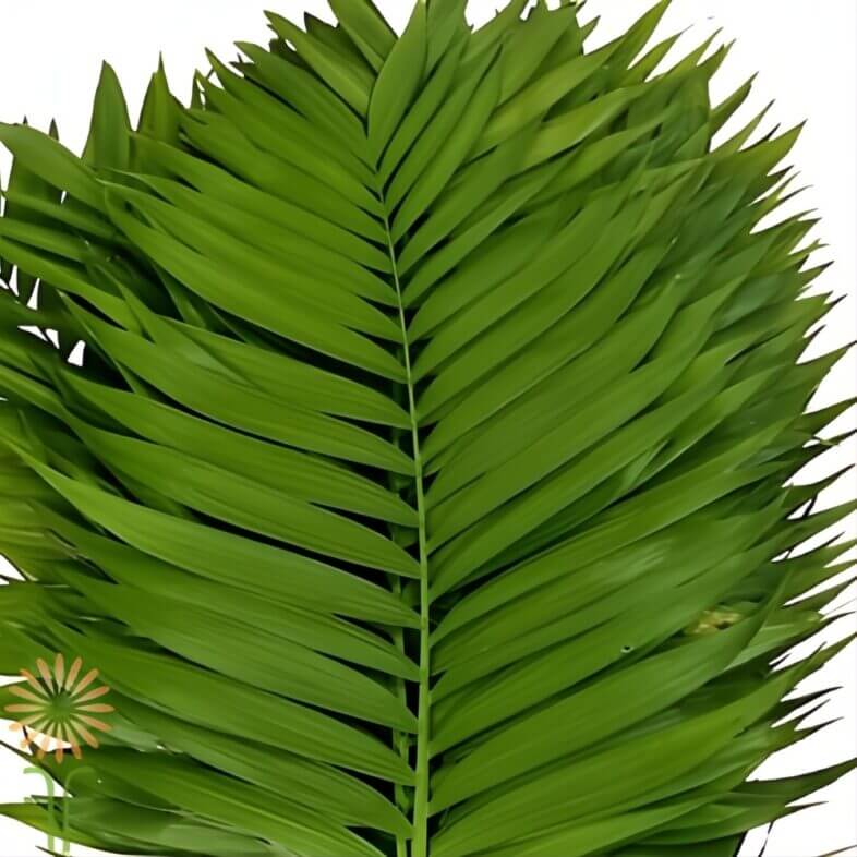 closes-up wholesale commodore palm foliage