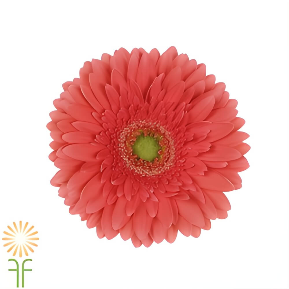 Coral Gerberas