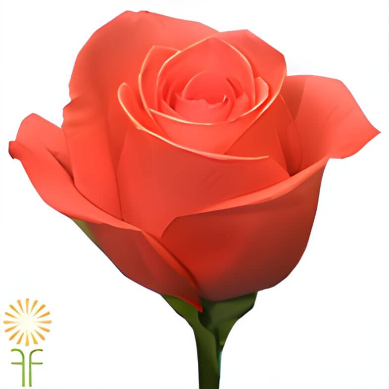 Coral Movie Star Roses