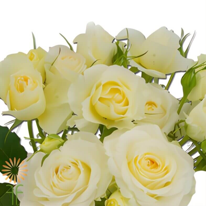 Cream Claire de Lune Garden Spray Roses
