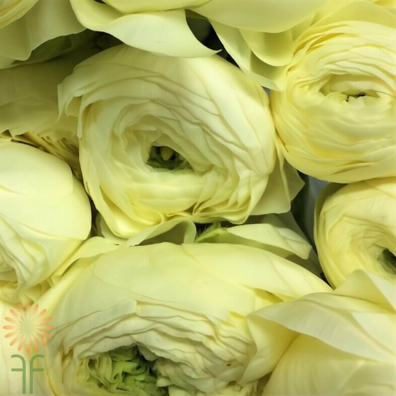 Cream Elegance Ranunculus