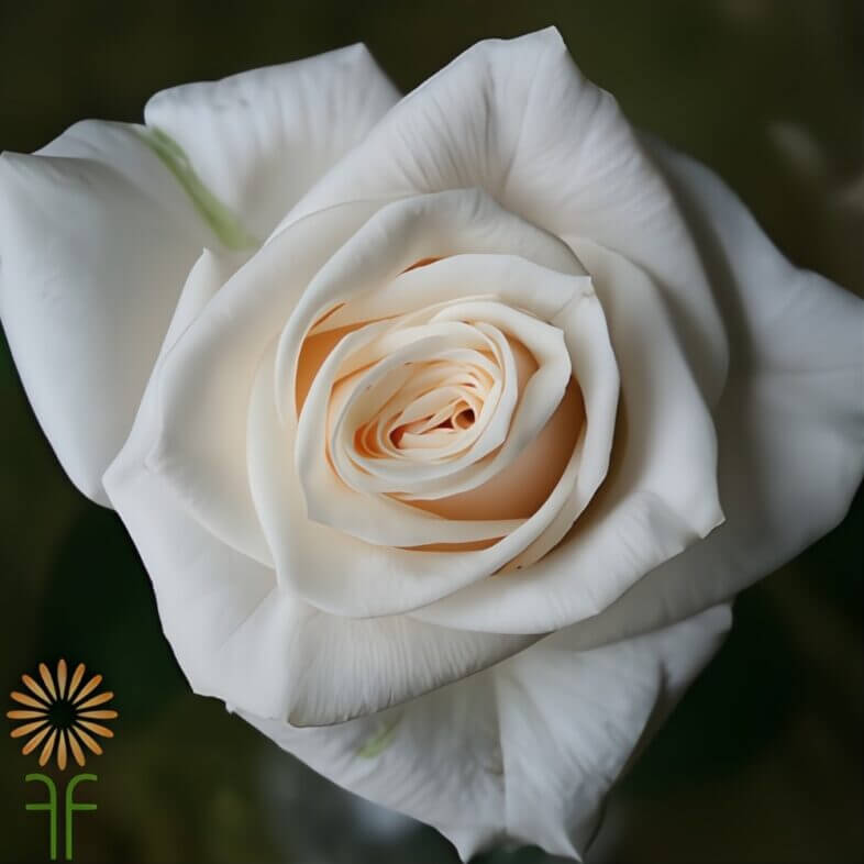 FreshCut Wholesale Cream Flowers for Weddings and Events Fabulous