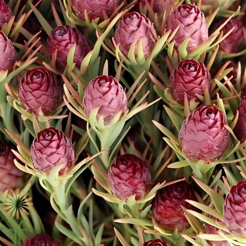 Crown Jubilee Leucadendron