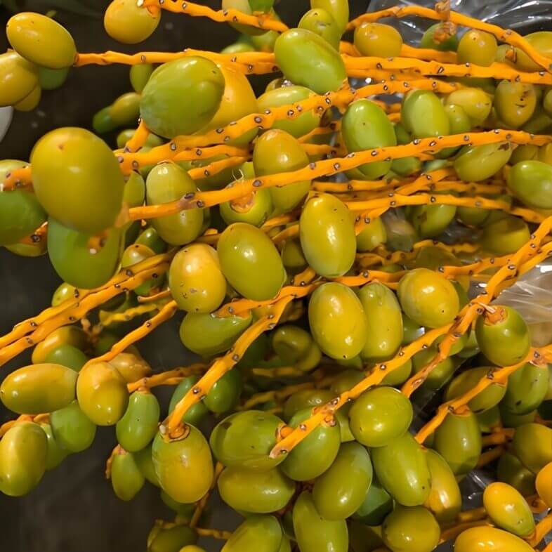 Date Palm Berries