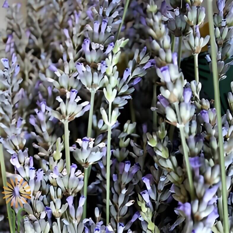 Dried Lavender