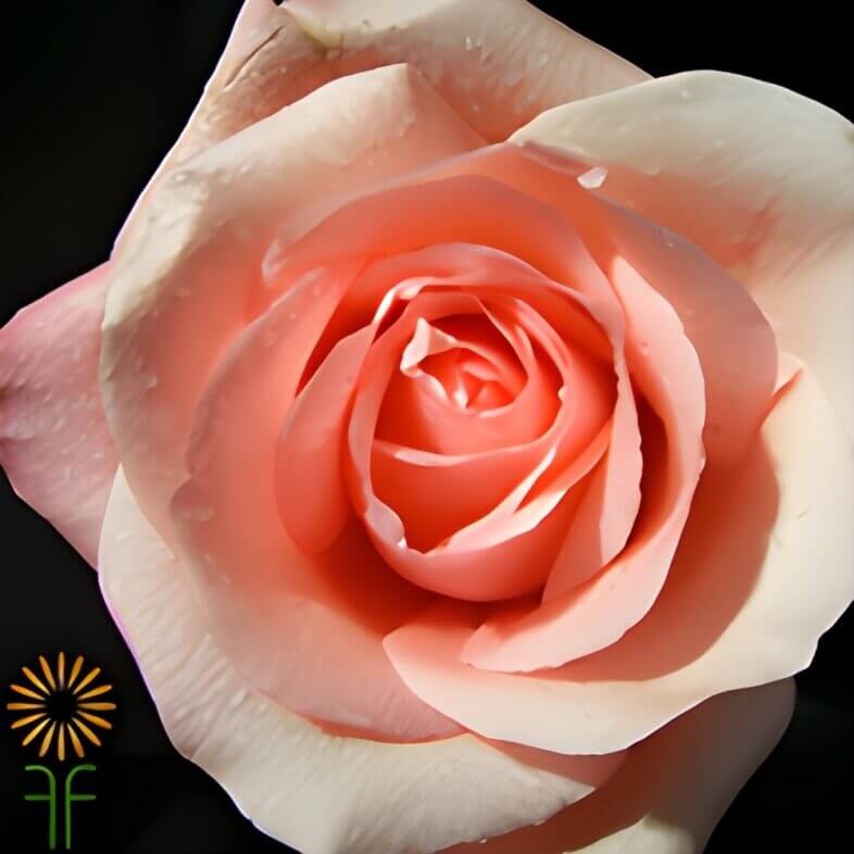 Coral/Pink Marlyse Roses