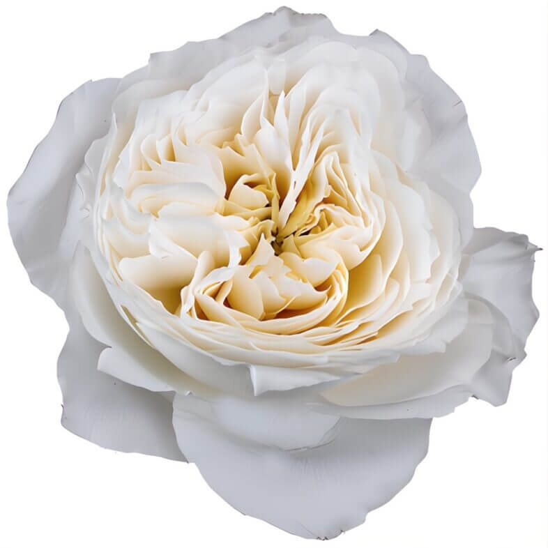 White Cloud Garden Roses