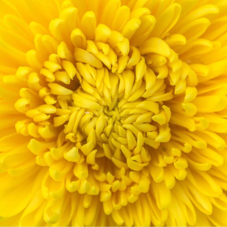 Yellow Flowers