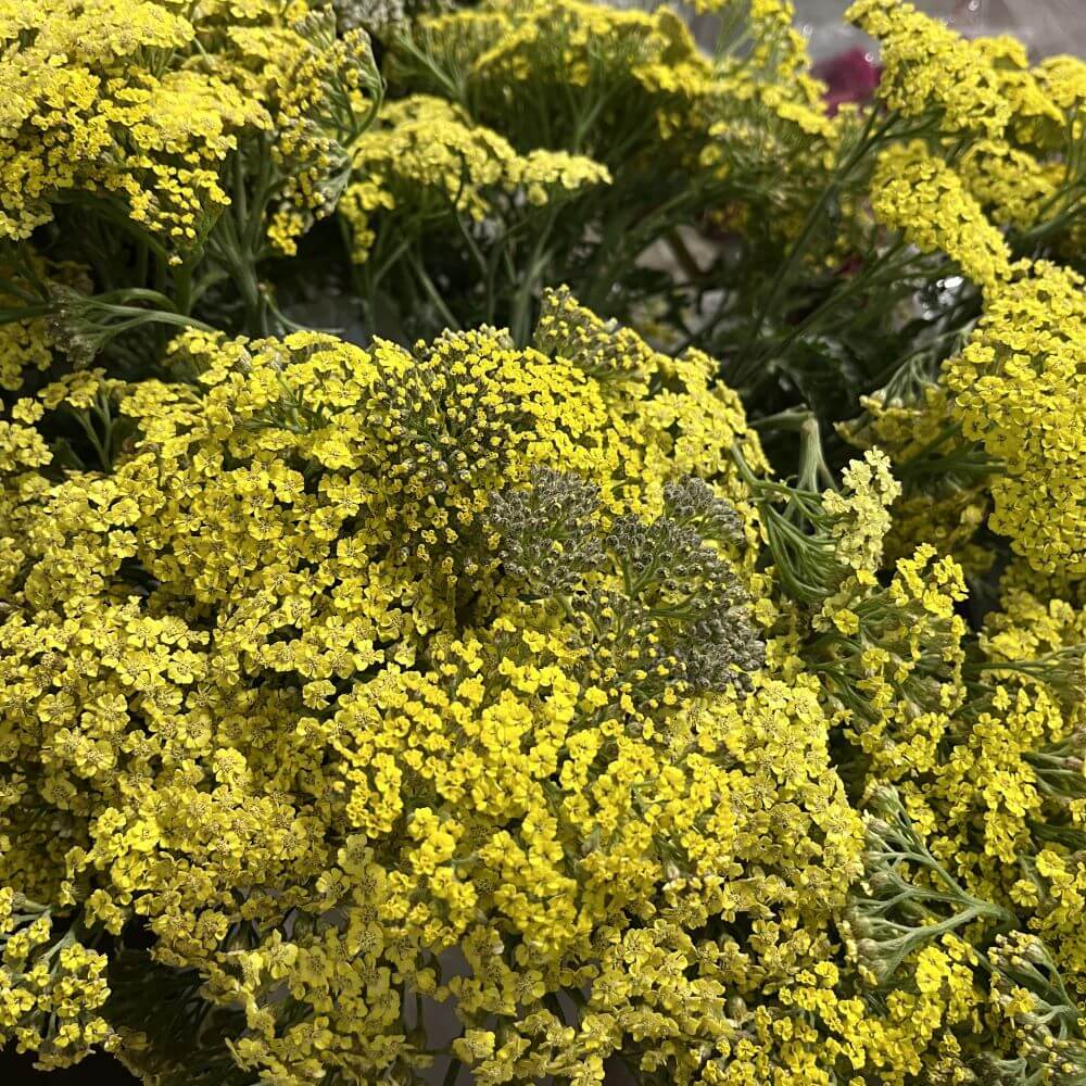 Yarrow Cottage Yellow