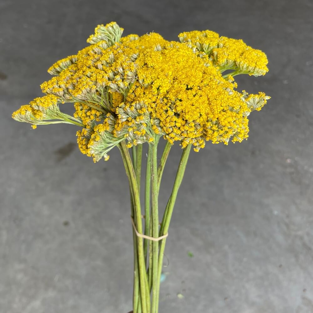 Yellow Yarrow, tall