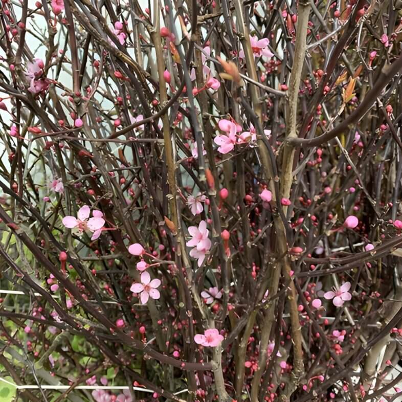 close-up wholesale Hot Pink Flowering Prunus Branches