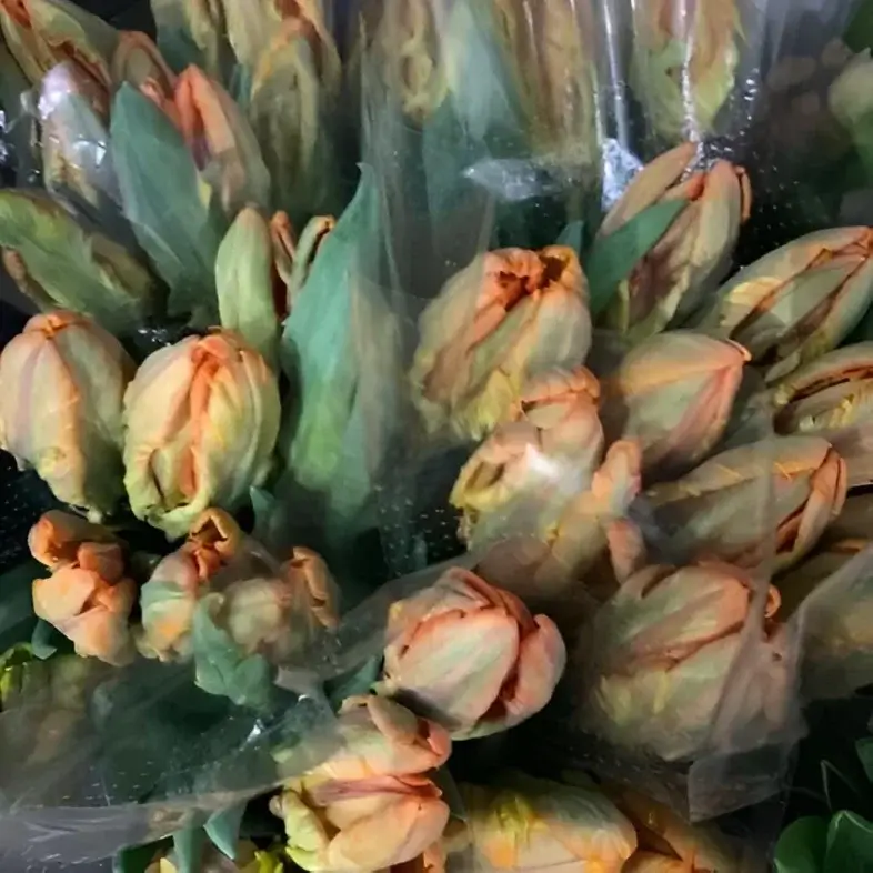 Orange Parrot Tulips