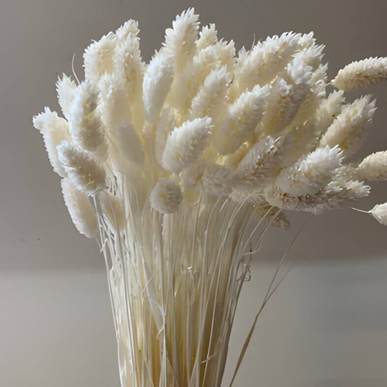 Dried Flowers & Foliage