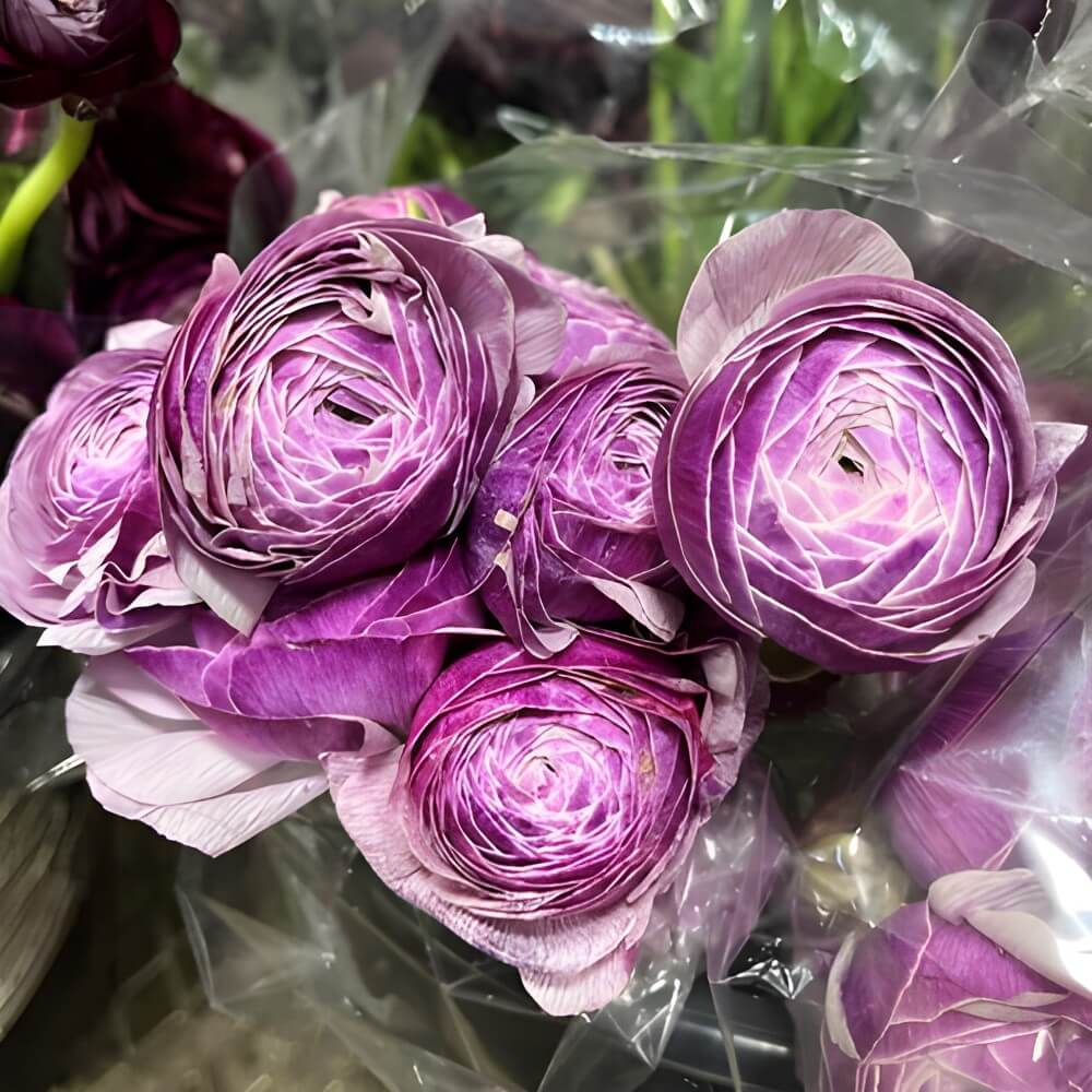 Close-up of fresh-cut wholesale ranunculus