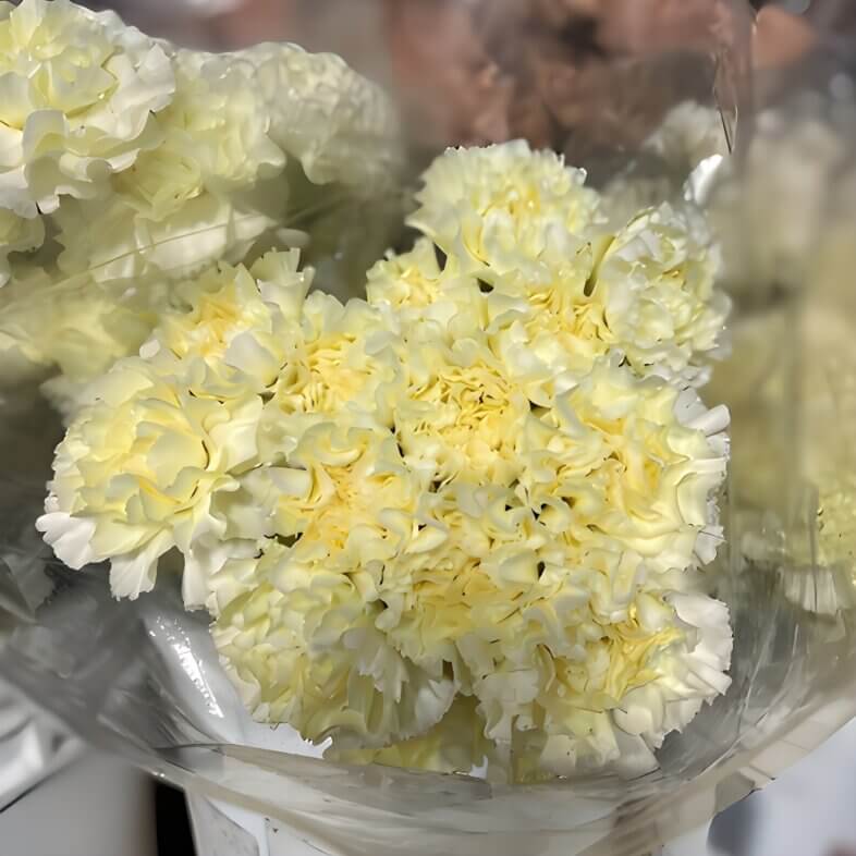 Carnations