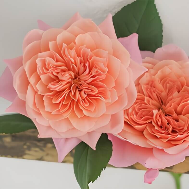 American Roses