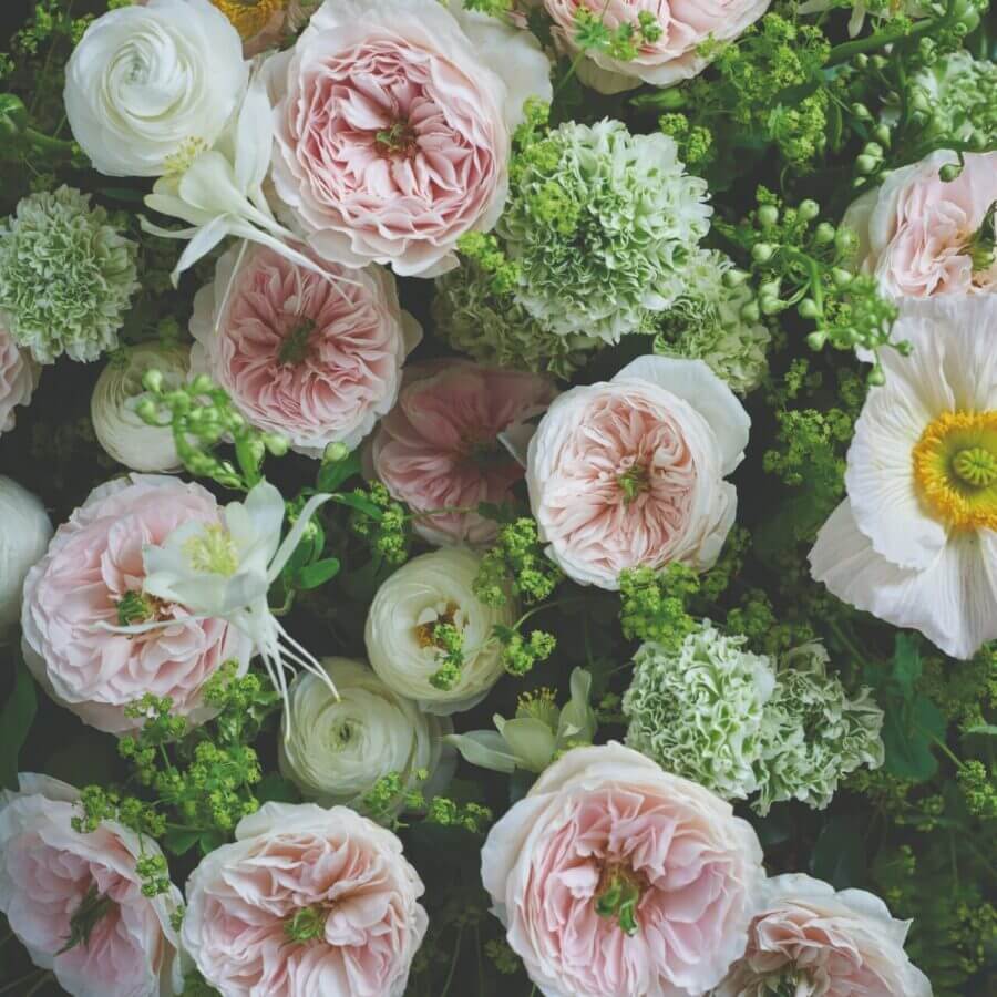 Delicate peach-pink Charity David Austin Rose