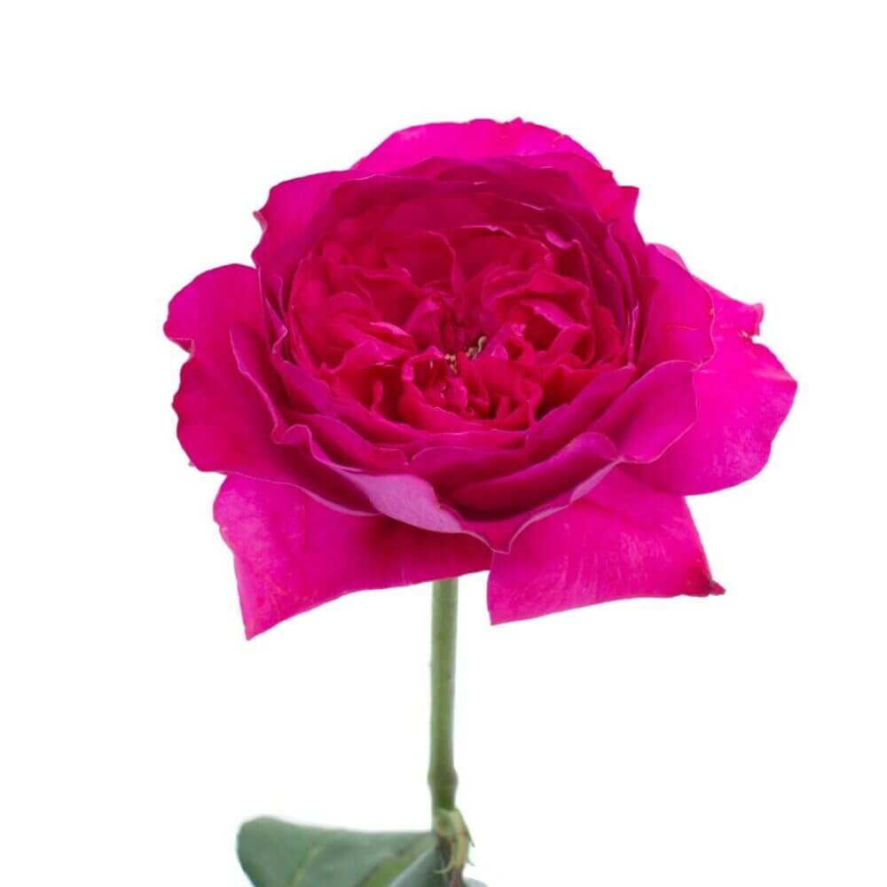 David Austin Capability Rose | Fabulous Florals