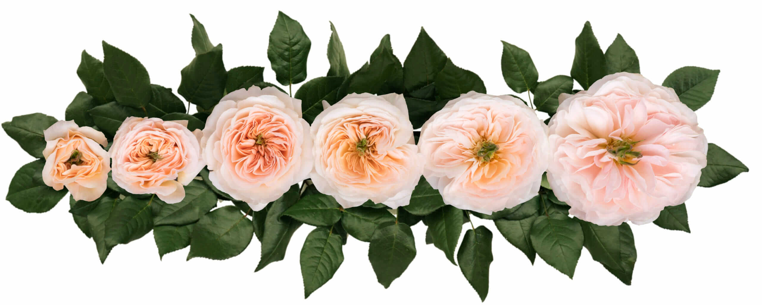 David-Austin-Charity-Wedding-Rose-Point-of-Cut-scaled