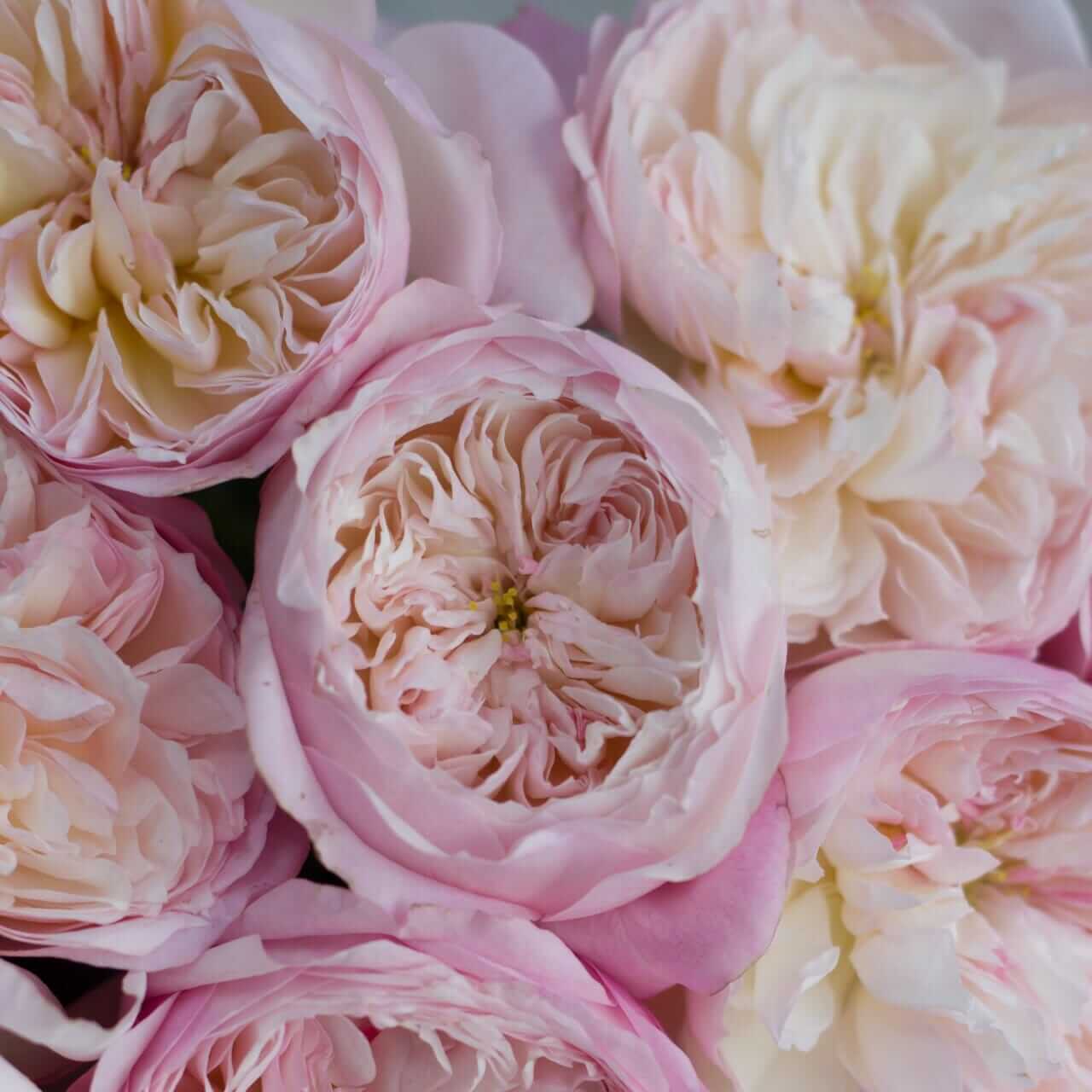 Constance - David Austin Wedding and Event Roses - Image 3