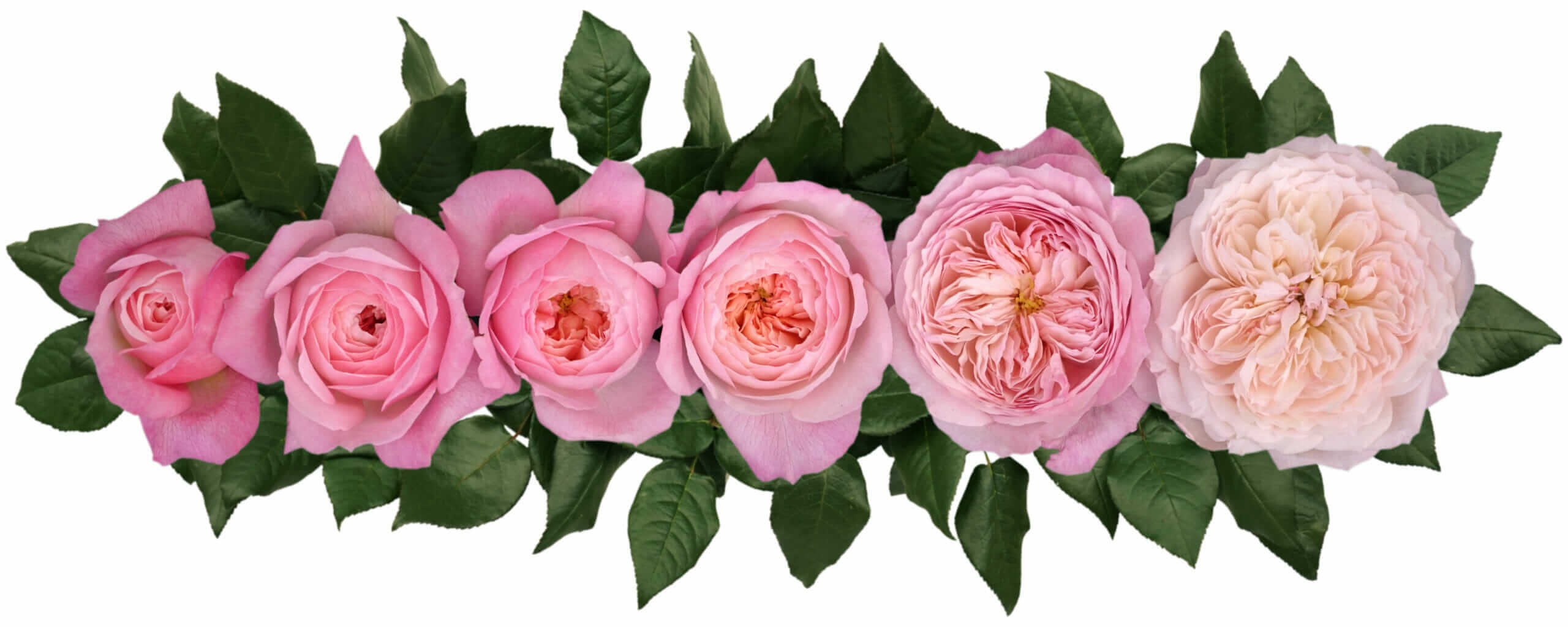 David-Austin-Constance-Wedding-Rose-Point-of-Cut-scaled