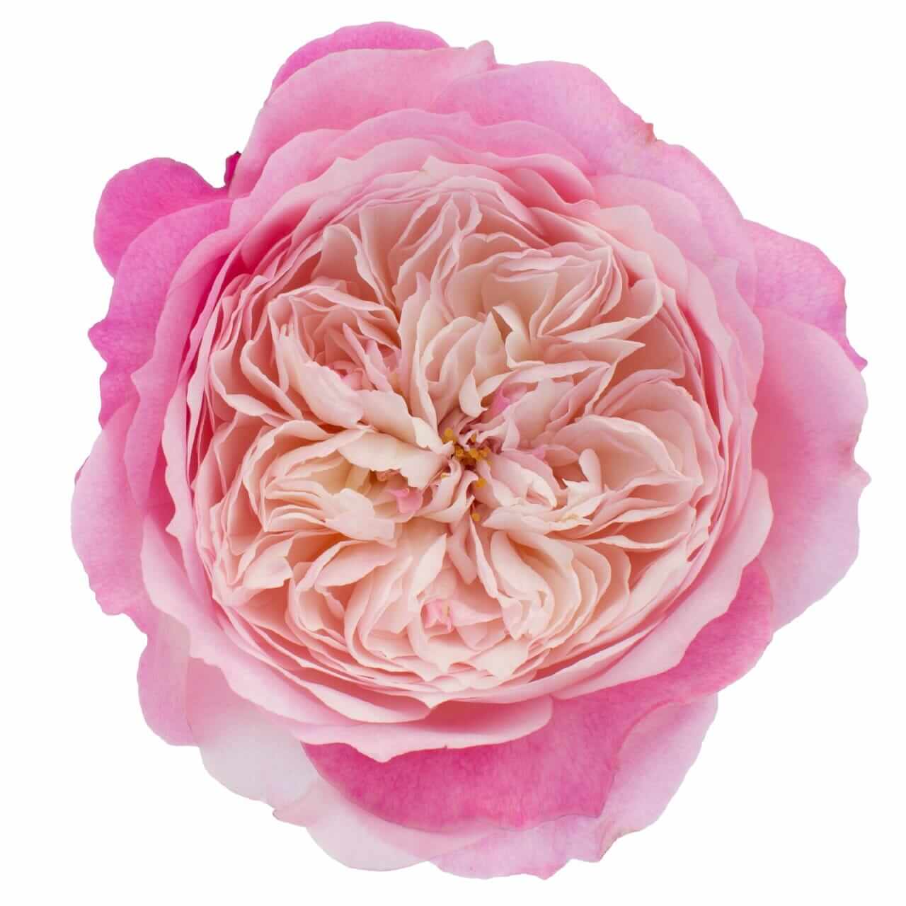 Constance David Austin Rose close-up