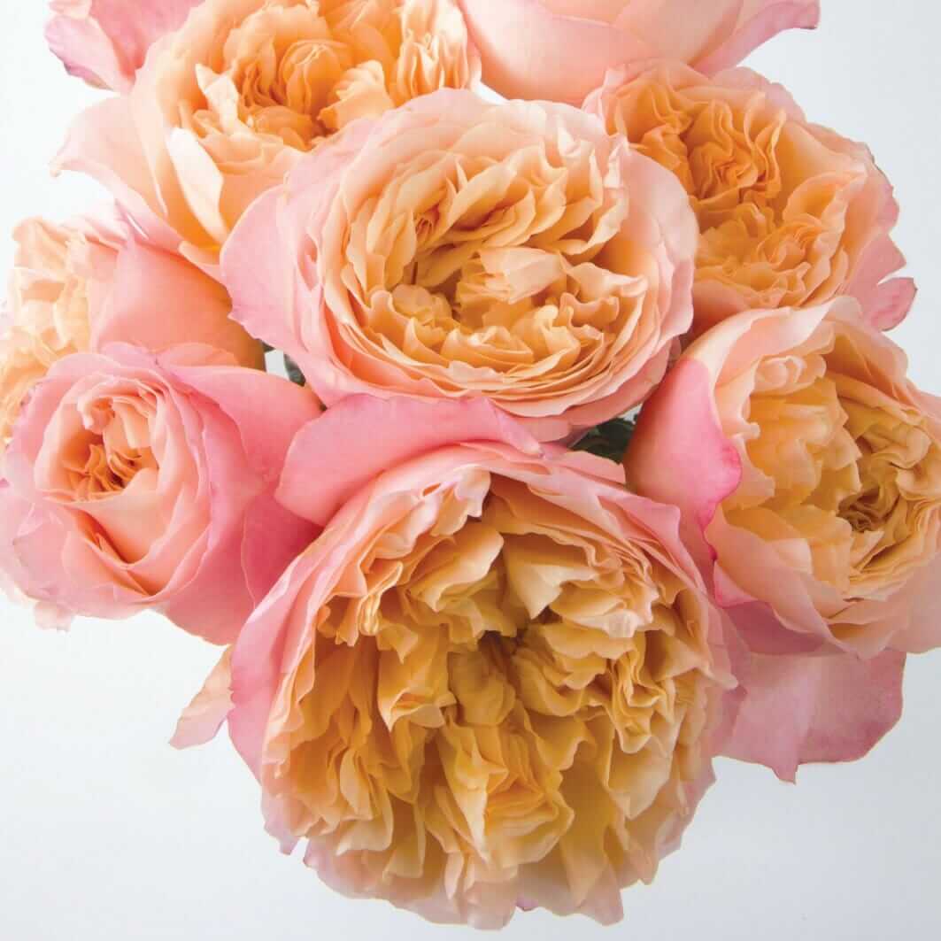 Edith - David Austin Wedding and Event Roses - Image 2