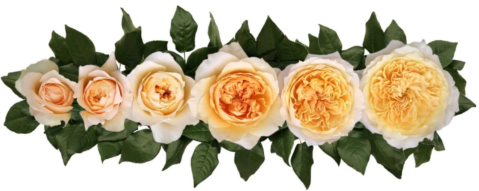 David-Austin-Effie-Wedding-Rose-Point-of-Cut
