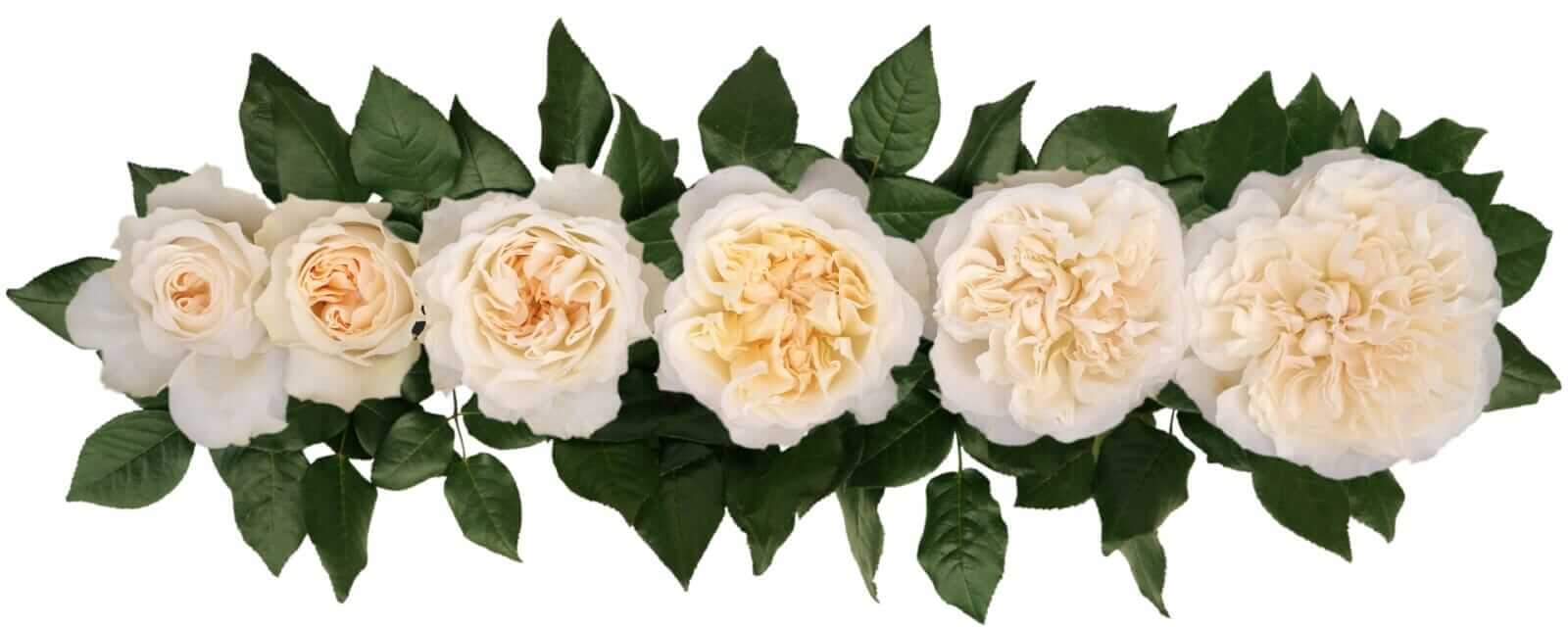 David-Austin-Eugenie-Wedding-Rose-Point-of-Cut